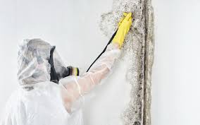 Best Mold Removal for HVAC Installations  in Baltimore, MD